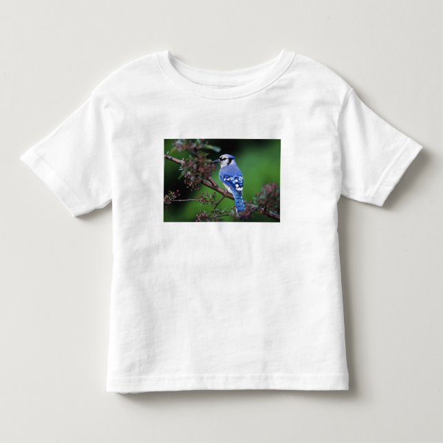 Blåskrika, Cyanocitta cristata Tee Shirt (Framsida)