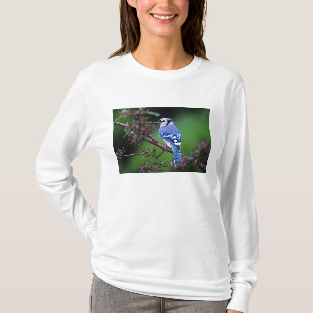Blåskrika, Cyanocitta cristata Tee Shirt (Framsida)