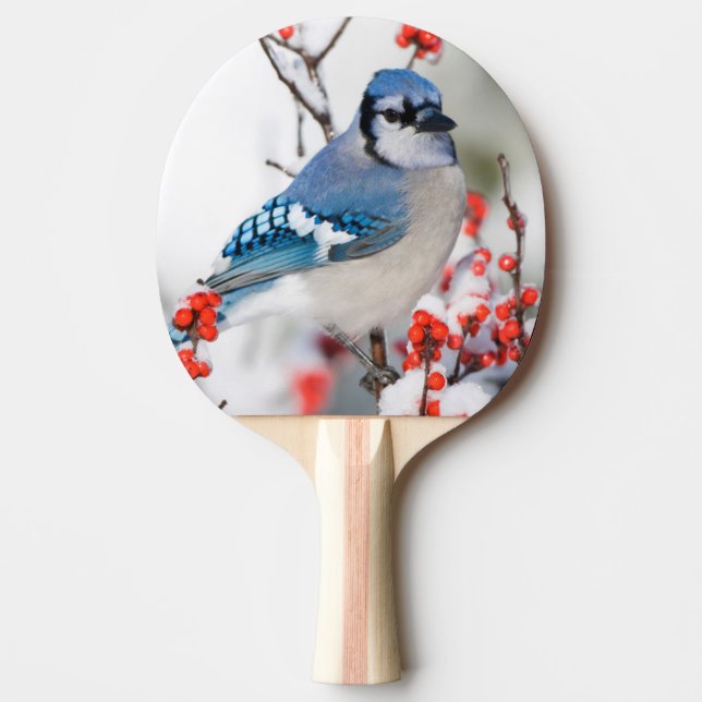 Blåskrika i Ilex verticillata Pingisracket (Framsidan)