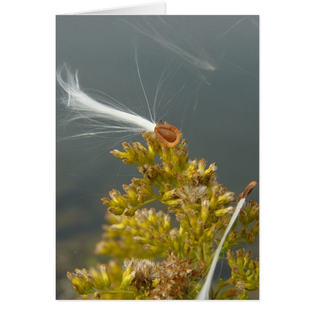 Blåsning i bryggsäcken hälsningskort (Framsidan)