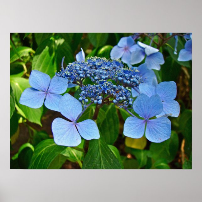 Blåsockeln Hydrangea - Poster (Framsidan)