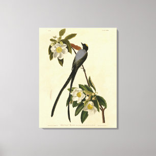 Blåstjärtad Flycatcher, Audubon's Birds of America Canvastryck