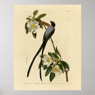 Blåstjärtad Flycatcher, Audubon's Birds of America Poster