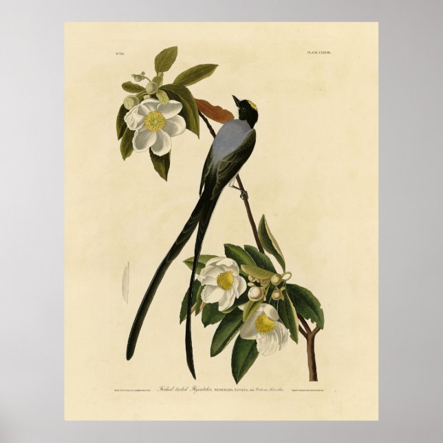 Blåstjärtad Flycatcher, Audubon's Birds of America Poster (Framsidan)