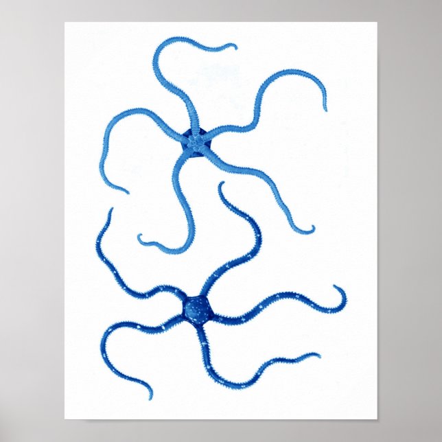 Blåstjärtfenans nr 6 strandväggsdekator poster (Framsidan)