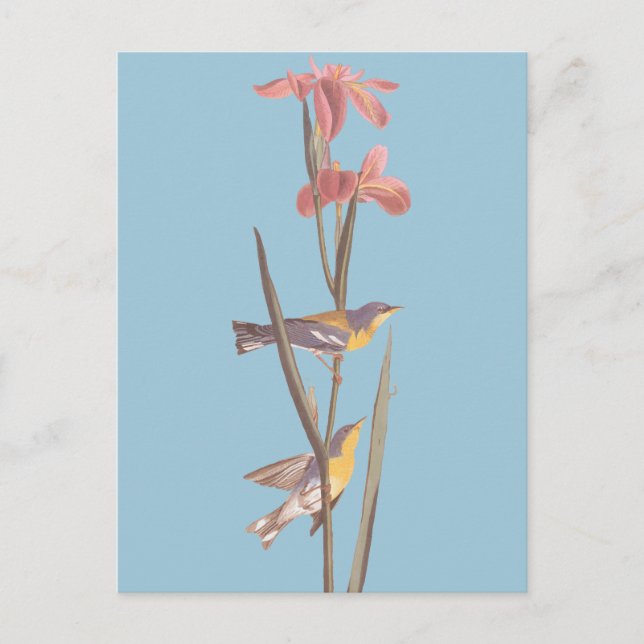 Blåstövlarare i Sång Vykort (Framsida)