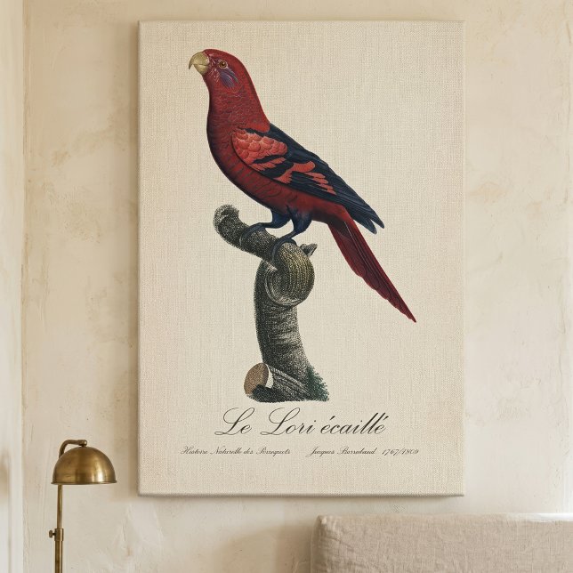 Blåstreakad lorikit, Trichoglossus reticulatus Canvastryck (Blue-Streaked Lory, Trichoglossus reticulatus. Canvas Print)