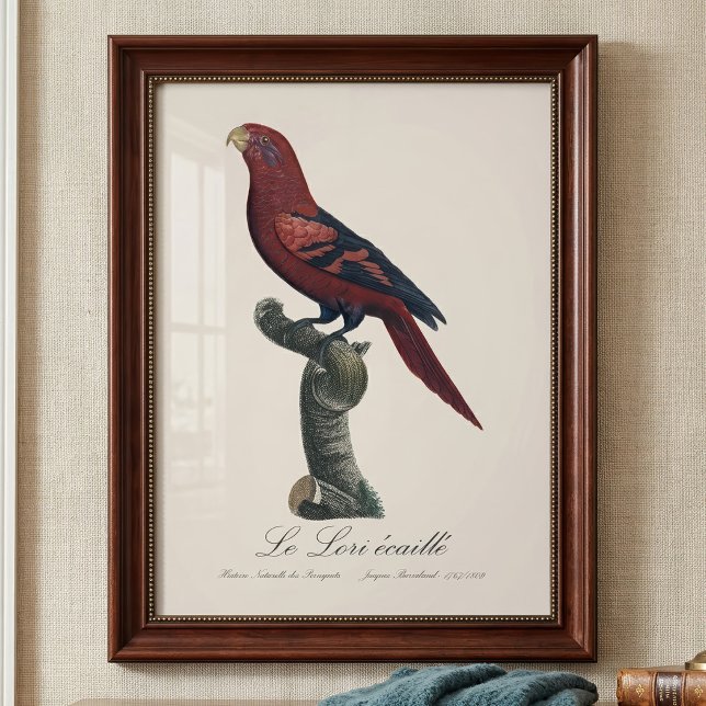 Blåstreckad lorikit, Trichoglossus reticulatus Fototryck (Blue-Streaked Lory, Trichoglossus reticulatus. Photo Print)