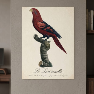 Blåstreckad lorikit, Trichoglossus reticulatus Poster