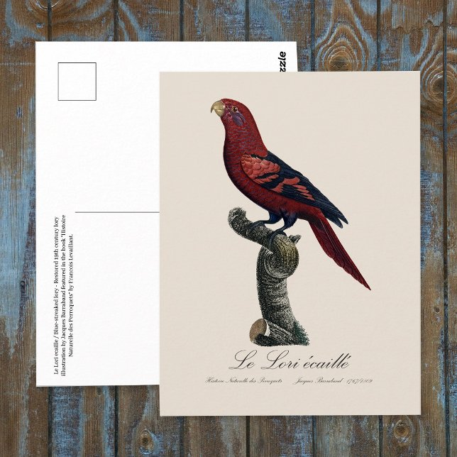 Blåstreckad lorikit, Trichoglossus reticulatus Vykort (Blue-Streaked Lory, Trichoglossus reticulatus. Postcard)