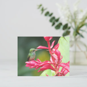 Blåstrupig Goldmajor Hummingbird Photo Vykort