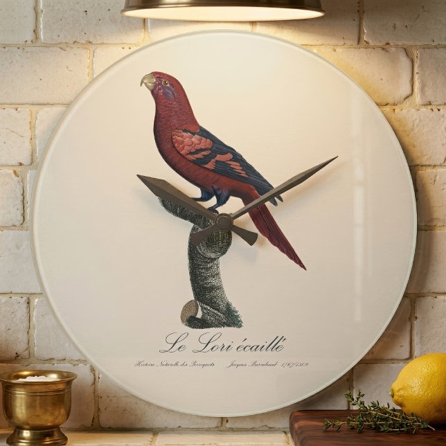 Blåstrupig lorikit, Trichoglossus reticulatus Stor Klocka (Blue-Streaked Lory, Trichoglossus reticulatus. Large Clock)