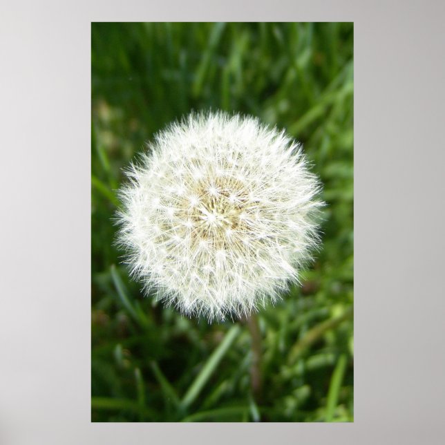 blåtjur poster (Framsidan)