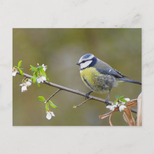Blåtmålad fågel på körsbär i träd gren med blommor vykort