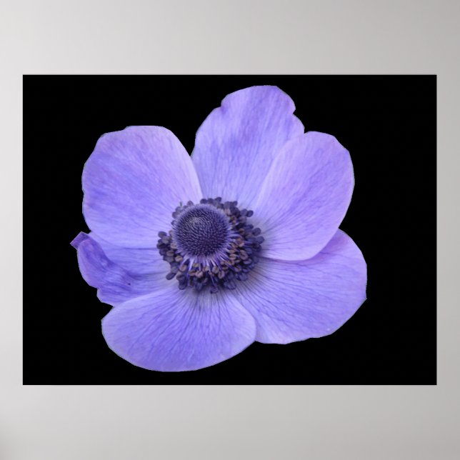 Blått Anemone Poster (Framsidan)
