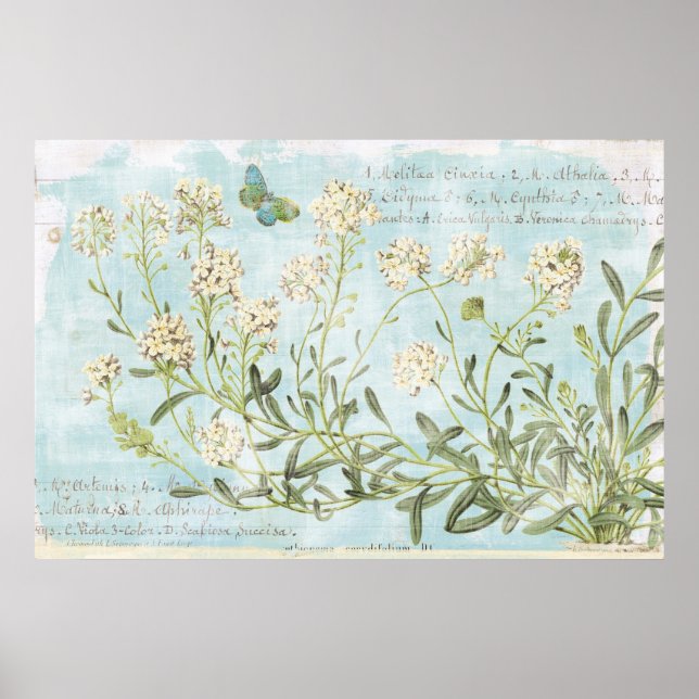 Blått botaniskt poster (Framsidan)