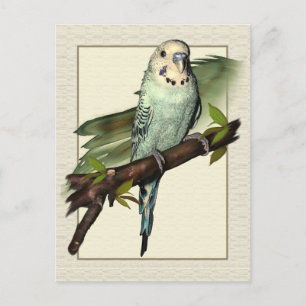 Blått Budgie Art-vykort Vykort