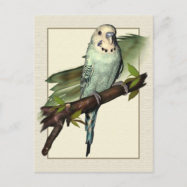 Blått Budgie Art-vykort Vykort (Framsida)