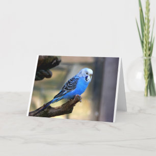 Blått Budgie Kort