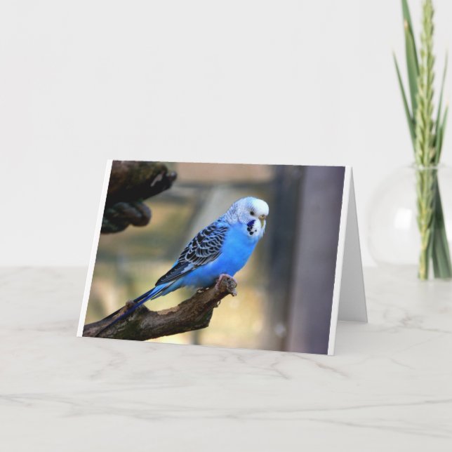 Blått Budgie Kort (Framsida)