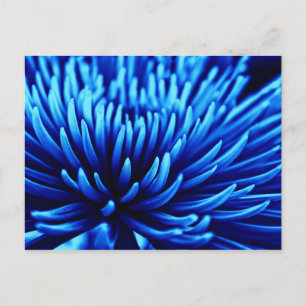 Blått Chrysanthemum blomart vykort