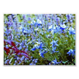 Blått Columbines - blommor Fototryck