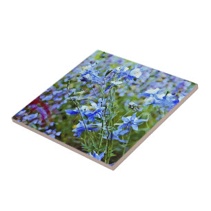 Blått Columbines - blommor Kakelplatta
