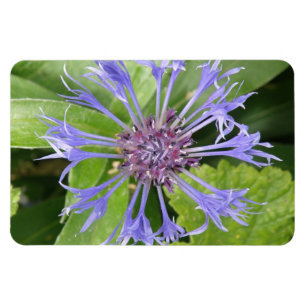 Blått Cornblomspremium - Magnet