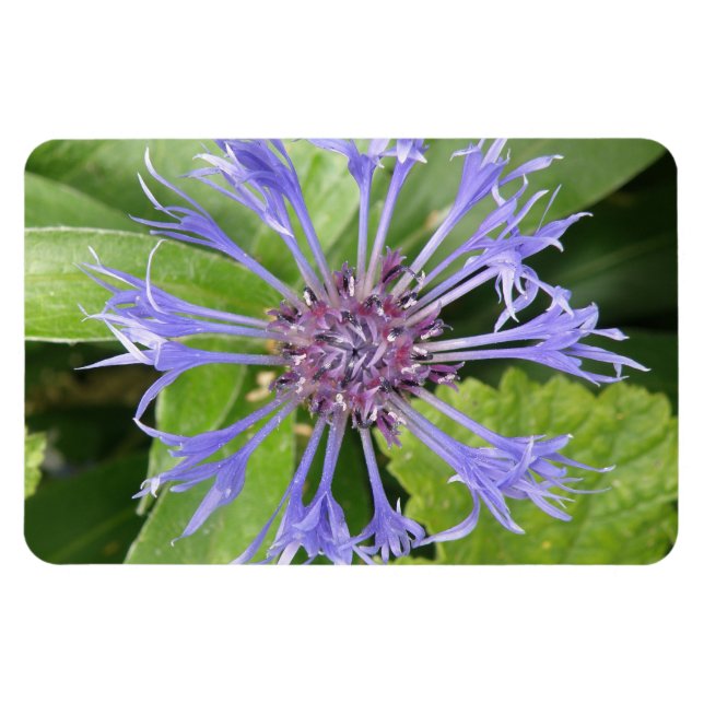 Blått Cornblomspremium - Magnet (Horisontell)