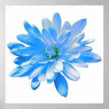 Blått daisy, blommigt av återgivning