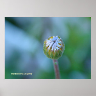 Blått Daisy Bud Poster