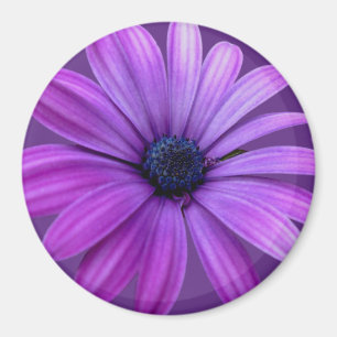 Blått Daisy för daisyns utfyllnad av magnetstreck Magnet