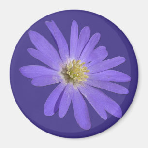 Blått Daisy för daisyns utfyllnad av magnetstreck Magnet