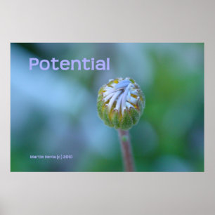 Blått Daisy - fotoutskrift/Poster - "Potential" Poster