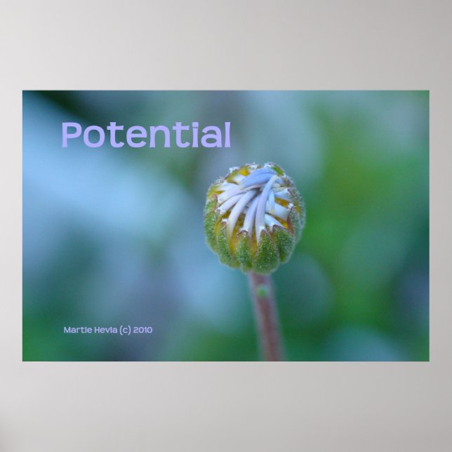 Blått Daisy - fotoutskrift/Poster - "Potential" Poster (Framsidan)