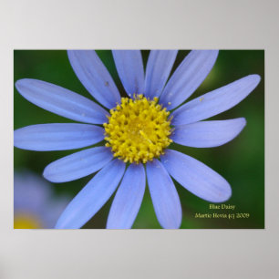 Blått Daisy Skriv ut - välj Ram Poster