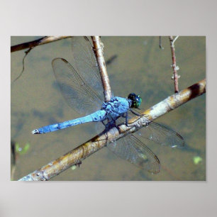 Blått DragonFly 2 Poster