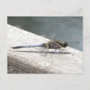 Blått Dragonfly DIY-vykort Vykort