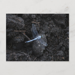 Blått Dragonfly-vykort Vykort