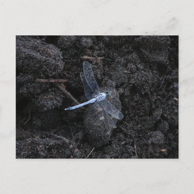 Blått Dragonfly-vykort Vykort (Framsida)