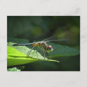 Blått drakonvykort för dragonfly vykort