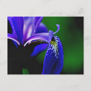 Blått Flagga Iris-Blomsterfotografi vykort