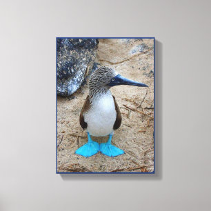 Blått-Footed Booby Canvastryck