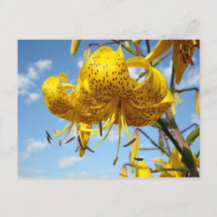 Blått för blommor för lilja för tiger för vykort