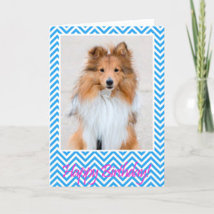 Blått för kort för Sheltie Shetland