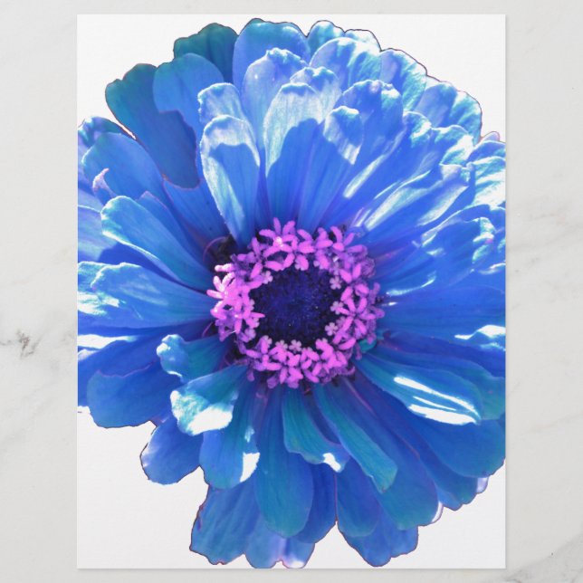 Blått foto för blått daisy i blommigten (Framsida)