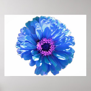 Blått foto för blått daisy i blommigten poster