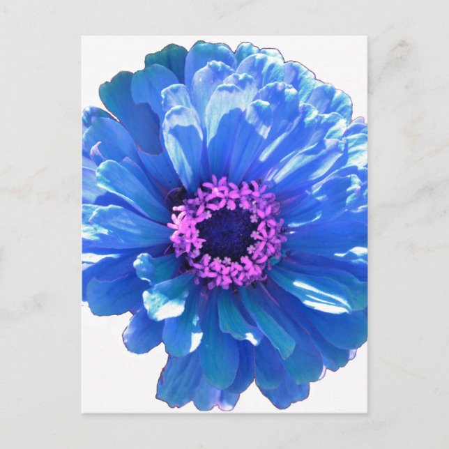 Blått foto för blått daisy i blommigten vykort (Framsida)