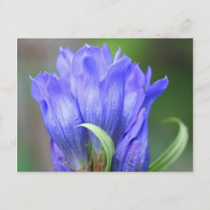 Blått Gentian-vykort för Blomsterfotografi Vykort