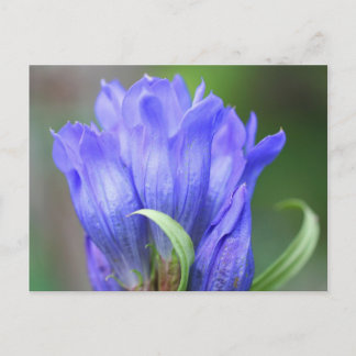 Blått Gentian-vykort för Blomsterfotografi Vykort